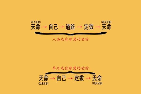 命不由我，心归何处：探讨命运与选择的哲学