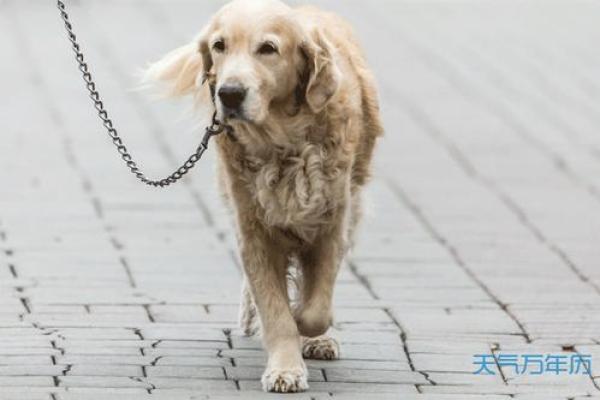梦见狗救我们命的深层意义解析