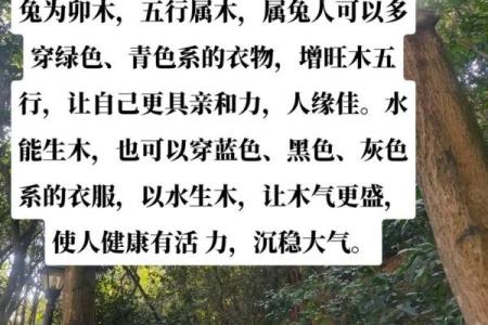 明年属兔者的五行命格与生活指导：运势解析与风水建议