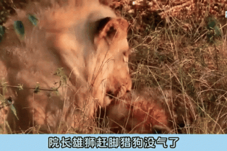 命不由天，非人力难成“狮”——探秘狮子的生存法则与生态魅力