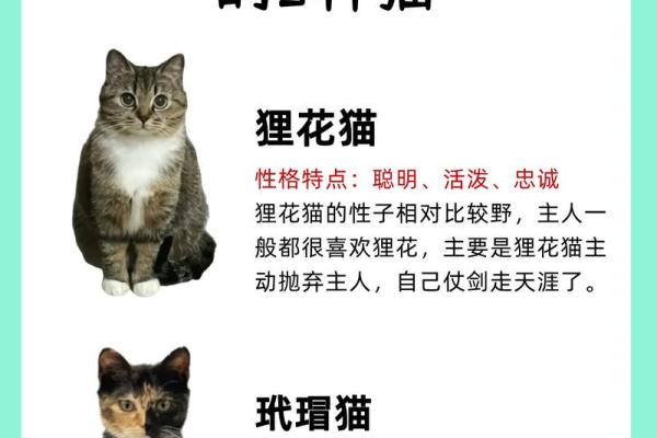 梦见猫的寓意：揭示心灵深处的秘密与神秘的象征意义