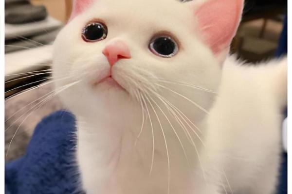 梦见猫的寓意：揭示心灵深处的秘密与神秘的象征意义