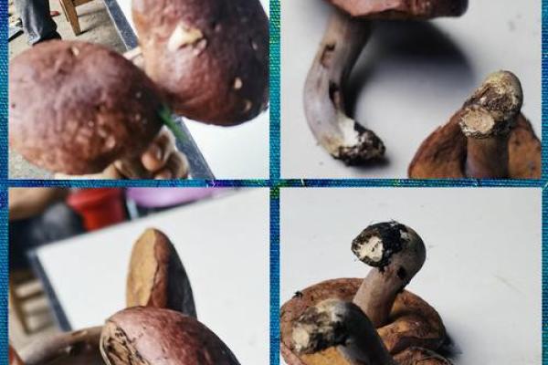 谜底揭晓：让我们一起探寻长寿的动物之谜！