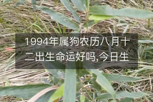 农历十二月属狗的命运解析：揭开神秘面纱，掌握人生走向！