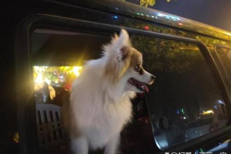 救主狗狗传奇:如何一只普通犬种展现非凡勇气与智慧