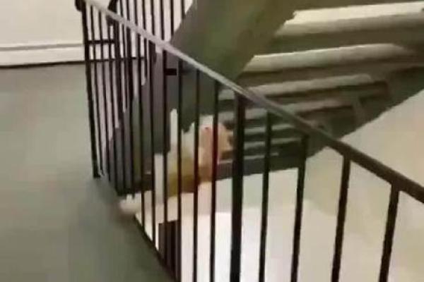 猫咪的九条命：你相信这神秘传说吗？
