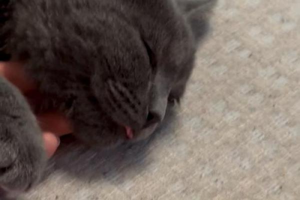 猫咪的九条命：你相信这神秘传说吗？
