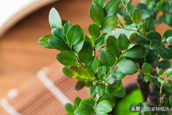 木命人士旺财的秘密：适合佩戴的旺财木饰与植物