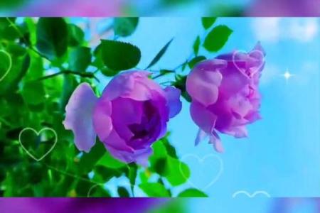 命理真桃花:解密你我之间的情感缘分与机缘