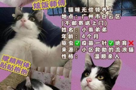 如何救助生病的猫咪?推荐有效药物与护理方法
