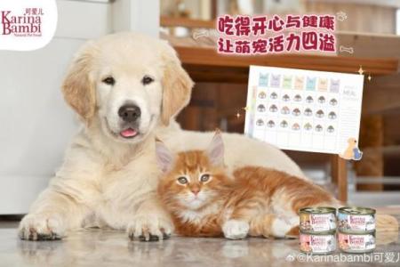 犬类的健康权利:我们应如何保护我们的毛茸茸朋友?