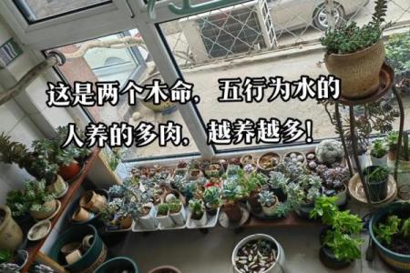 木命与火命、土命的完美搭配之道