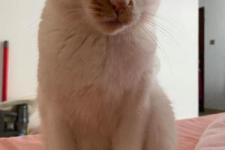 探索九条命的猫咪:这只神秘生物的名字与传说