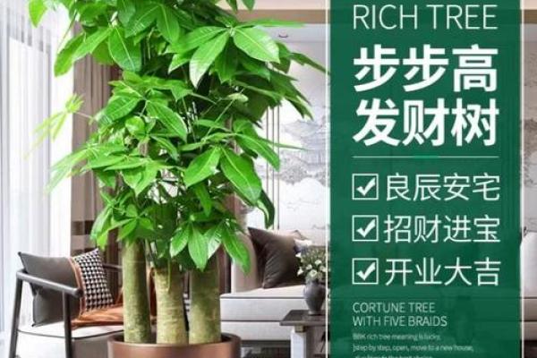 木命人的挂表风水指南：提升运势与生活质量的方法