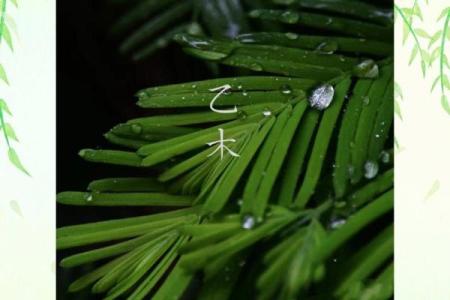 农历九月出生的人命理解析:天生韧性与独特优势