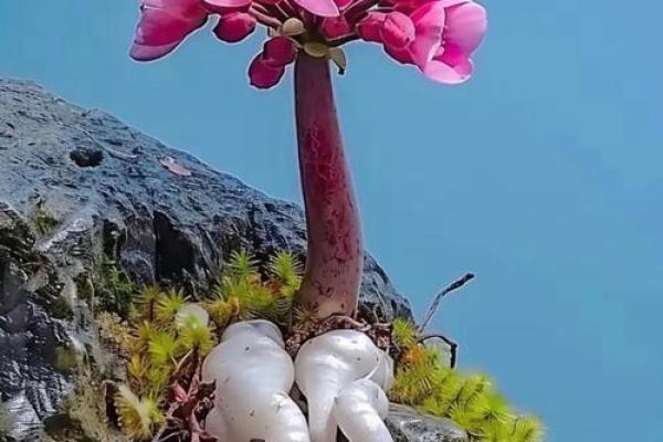 命里没有根基，如何在生活的逆境中寻找支撑与希望