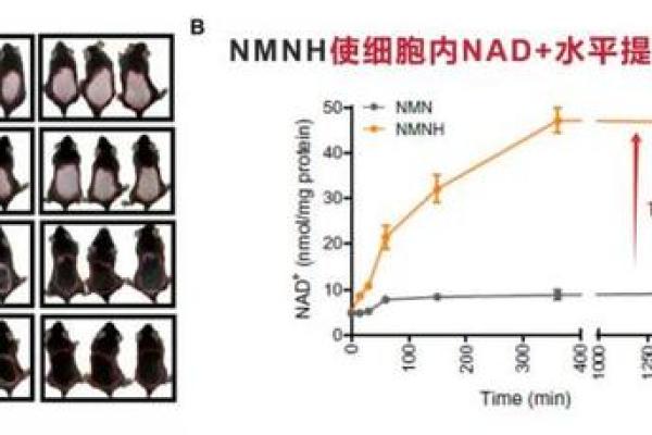 女性为何比男性寿命更长的秘密探究与生活智慧