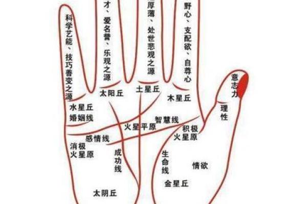 平地命木命解析：探索个性与命运的交织之美