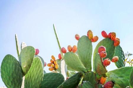 探秘命纹掌:神秘掌中折段歌揭示的命运之道