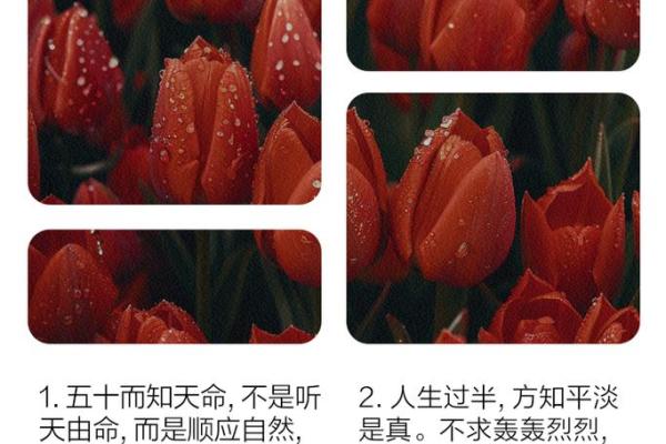 探索“令不加借算而命”背后的智慧与人生意义