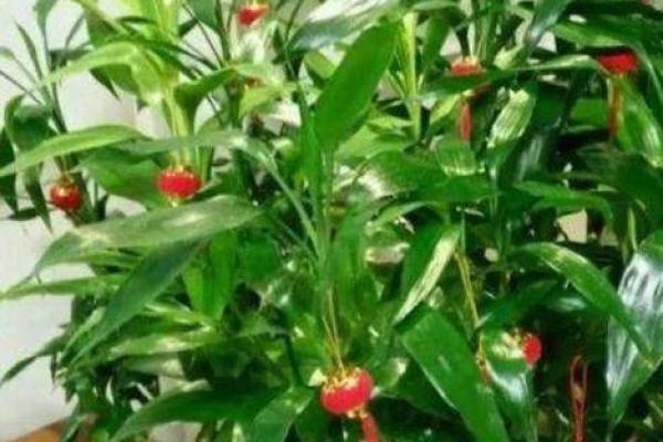 木命人穿衣颜色配搭指南：助你旺财增运，生活更美好