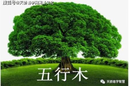 命理缺木:灵动生机之名如何为你带来好运?