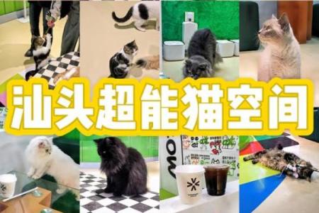 九条命的猫咪：探索它们神秘而顽强的生命奥秘