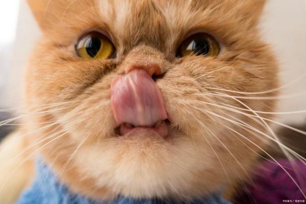 猫咪受伤：它们为何牵动人类的心？