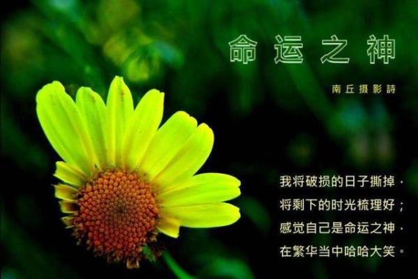 探索命运的奥秘：从命到运的深刻解读与人生哲理