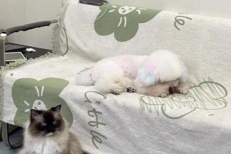 猫咪受伤：它们为何牵动人类的心？