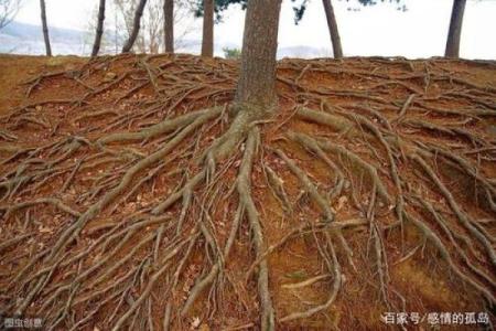 探索东四命的奥秘:命理与人生的深度解析