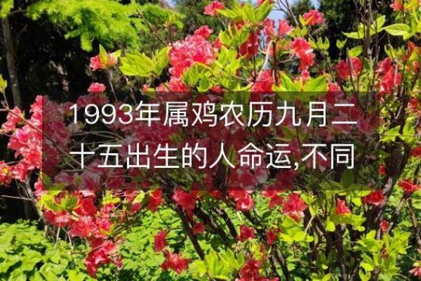 揭秘1993年十月出生的鸡：命运与性格解析