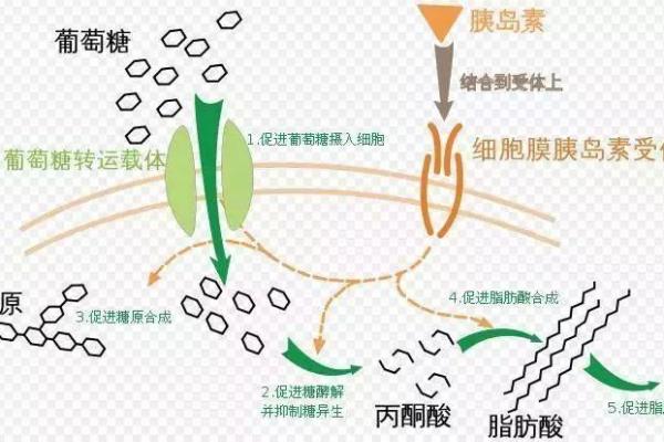 靠葡萄糖续命的疾病：解密糖尿病背后的故事与挑战