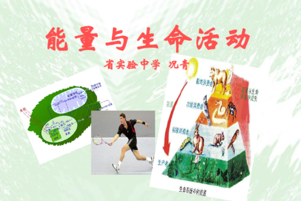 卯木的象征与意义：解读命局中的生命能量与数字关系