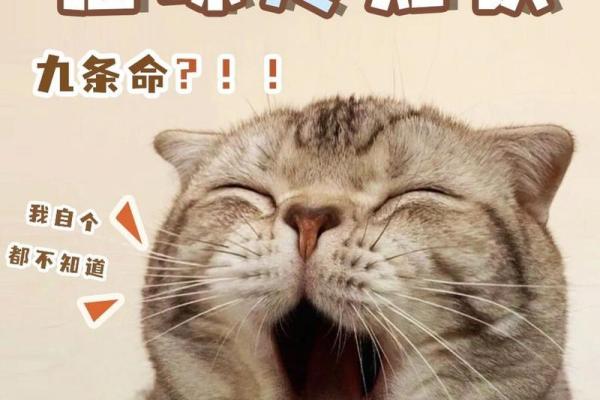 猫咪的九条命：探索神秘与传奇的背后故事