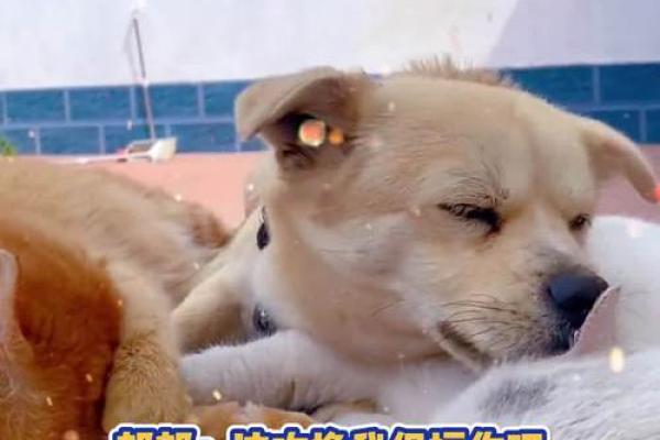 猫咪的九条命：探索神秘与传奇的背后故事