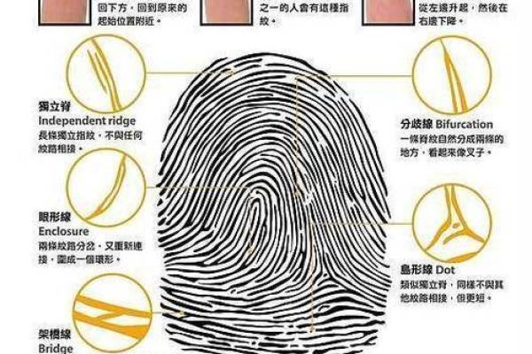 揭开指纹背后的秘密：三个螺的命运之谜
