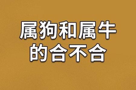 属狗女巳时出生的命运解析，性格与运势全解你绝对不能错过！