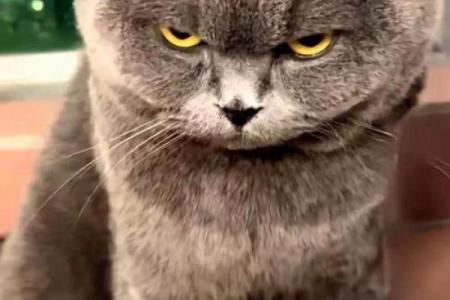 猫有九命，探秘猫咪的九种奇妙命运与灵性