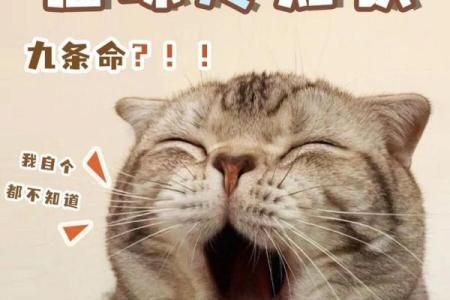 猫咪的九条命：探索神秘与传奇的背后故事