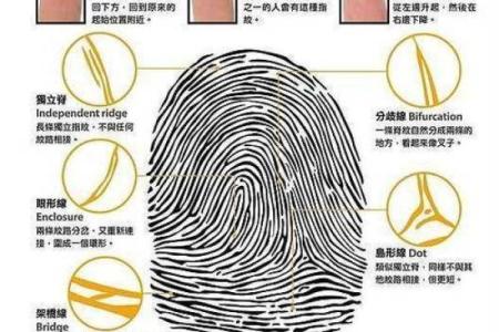 揭开指纹背后的秘密:三个螺的命运之谜