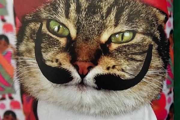 猫的九条命：神秘的传说与科学解析