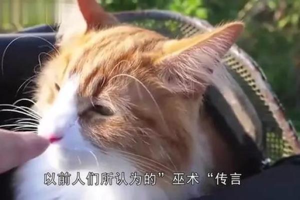 猫的九条命：神秘的传说与科学解析