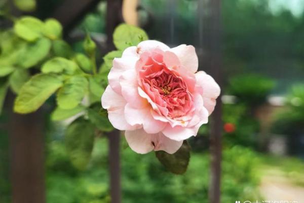 命里二朵花：生命中的美丽与挑战