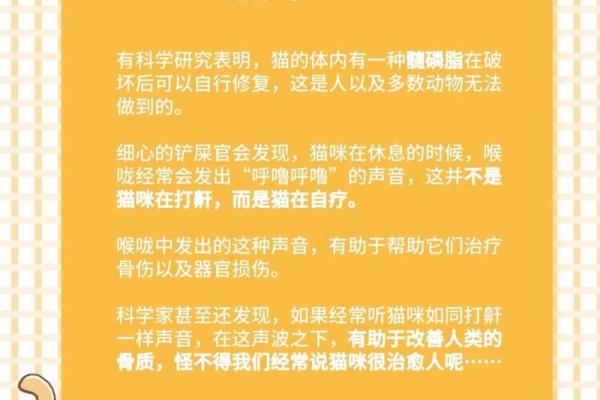 揭秘猫咪的“九条命”传说背后的秘密与魅力