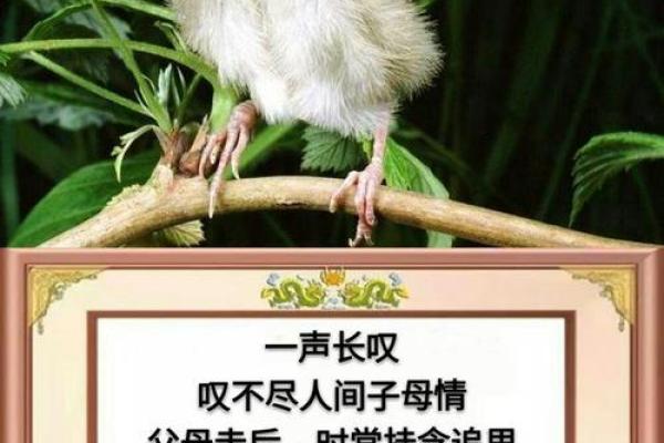 没有妈妈的人都是什么命，心中自有千般情！
