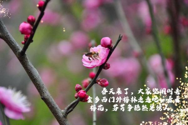 命理揭秘：什么命的人适合走西门，带你探索生命的奥秘！