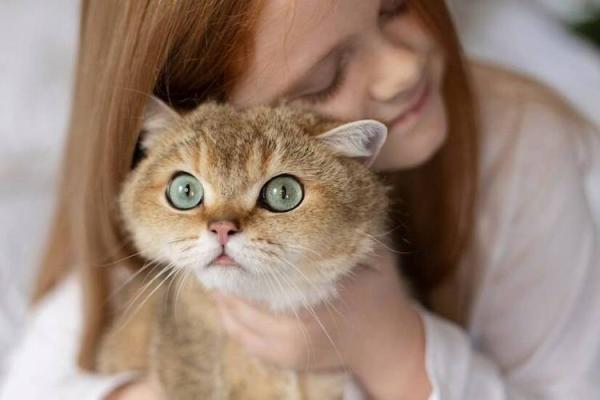 猫的神秘之旅：揭秘“猫有九条命”的传说与现实