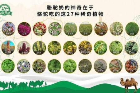 命运与饮食的奥秘：如何通过饮食提升生命质量