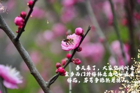 命理揭秘:什么命的人适合走西门,带你探索生命的奥秘!